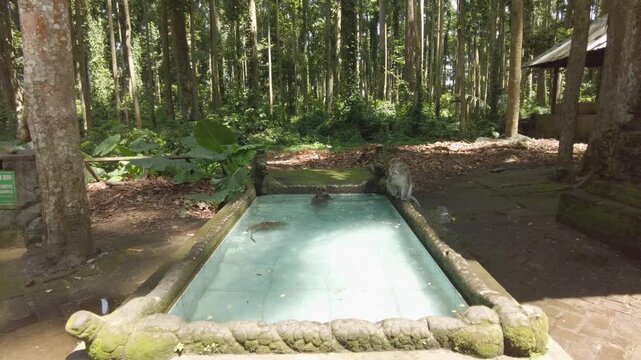 Footage of a group of macaque monkeys swimming in a small pool in the middle of a dense green forest.