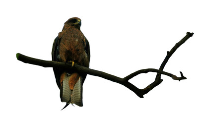 Black Kite (Milvus migrans) Perched on a Branch Isolated on a White Background with Copy Text Space. Majestic Bird of Prey Element for Wildlife Posters, Ornithology Themes, and Nature-Inspired Designs