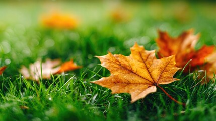 Maple leaf in autumn on green grass close-up