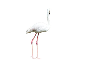 Greater Flamingo (Phoenicopterus roseus) Standing Isolated on a White Background with Copy Text Space. Elegant Wading Bird Element for Wildlife Posters, Ornithology Themes, and Nature-Inspired Designs