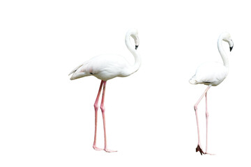 Greater Flamingo (Phoenicopterus roseus) Standing Isolated on a White Background with Copy Text Space. Elegant Wading Bird Element for Wildlife Posters, Ornithology Themes, and Nature-Inspired Designs