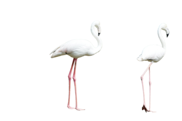 Greater Flamingo (Phoenicopterus roseus) Standing Isolated on a White Background with Copy Text Space. Elegant Wading Bird Element for Wildlife Posters, Ornithology Themes, and Nature-Inspired Designs