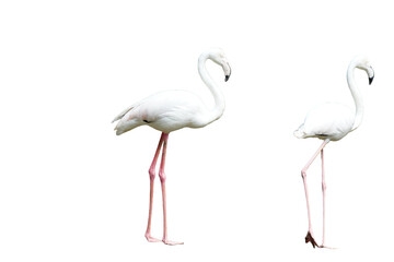 Greater Flamingo (Phoenicopterus roseus) Standing Isolated on a White Background with Copy Text Space. Elegant Wading Bird Element for Wildlife Posters, Ornithology Themes, and Nature-Inspired Designs