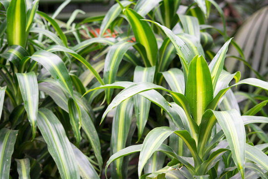 Gr&uuml;npflanze Dracaena fragrans &ndash; tropische Blattpflanze mit gelben Streifen