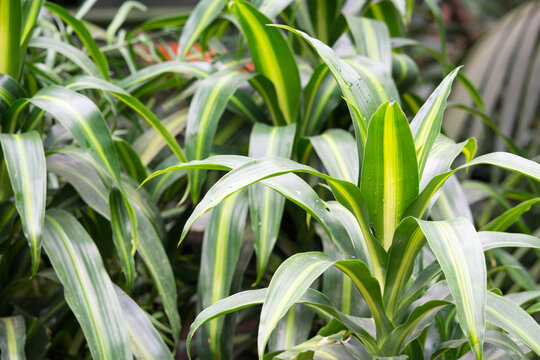 Gr&uuml;npflanze Dracaena fragrans &ndash; tropische Blattpflanze mit gelben Streifen
