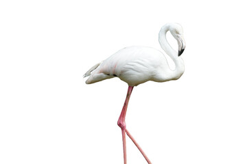 Greater Flamingo (Phoenicopterus roseus) Standing Isolated on a White Background with Copy Text Space. Elegant Wading Bird Element for Wildlife Posters, Ornithology Themes, and Nature-Inspired Designs