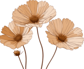 Three light brown cosmos flowers, delicate lines, soft colors