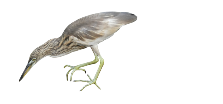 Indian Pond Heron (Ardeola grayii) Isolated on a White Background with Copy Text Space. Graceful Wading Bird Element for Wildlife Posters, Ornithology Themes, and Nature-Inspired Designs. PNG File