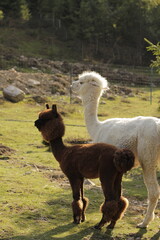 Fototapeta premium two alpacas looking at the camera