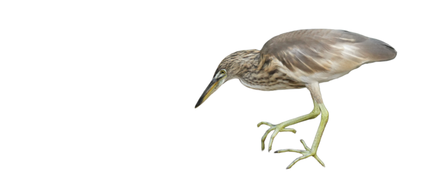 Indian Pond Heron (Ardeola grayii) Isolated on a White Background with Copy Text Space. Graceful Wading Bird Element for Wildlife Posters, Ornithology Themes, and Nature-Inspired Designs. PNG File