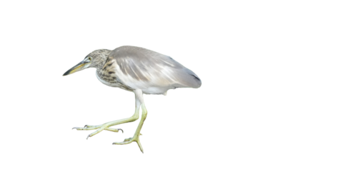 Indian Pond Heron (Ardeola grayii) Isolated on a White Background with Copy Text Space. Graceful Wading Bird Element for Wildlife Posters, Ornithology Themes, and Nature-Inspired Designs. PNG File