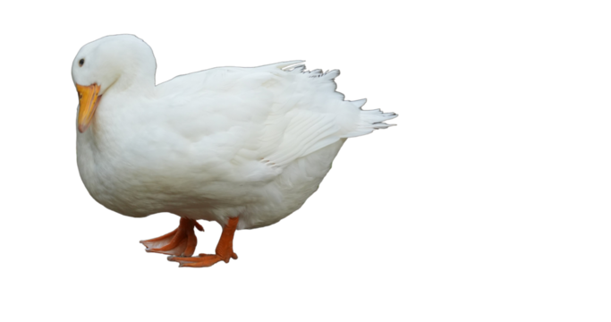 American Pekin Duck (Anas platyrhynchos domesticus) Isolated on a White Background with Copy Text Space. Traditional Domestic Bird Element for Farm Posters, Cultural Themes, and Nature-Inspired Design