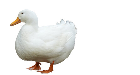 American Pekin Duck (Anas platyrhynchos domesticus) Isolated on a White Background with Copy Text Space. Traditional Domestic Bird Element for Farm Posters, Cultural Themes, and Nature-Inspired Design