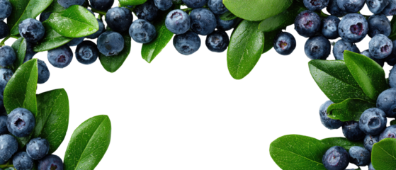 Fresh blueberries and leaves in a frame