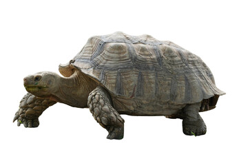 African Spurred Tortoise [Centrochelys sulcata] Isolated on a White Background with Copy Text Space. Unique Exotic Reptile Element for Wildlife Posters, Cultural Themes, and Nature-Inspired Designs. 