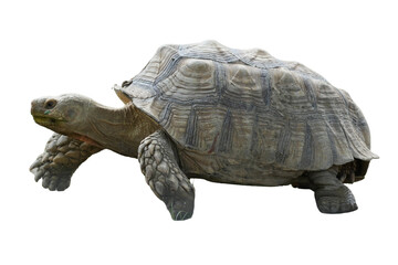 African Spurred Tortoise [Centrochelys sulcata] Isolated on a White Background with Copy Text...