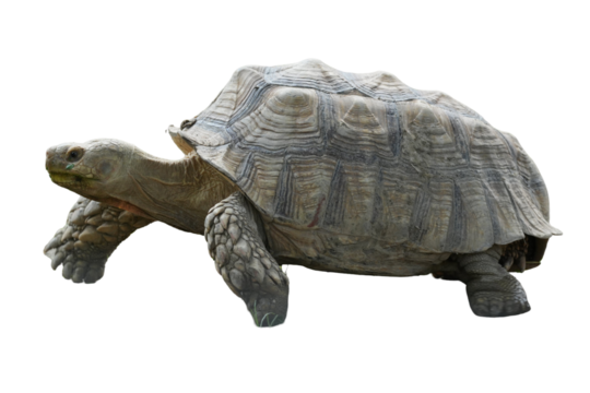 African Spurred Tortoise [Centrochelys sulcata] Isolated on a White Background with Copy Text Space. Unique Exotic Reptile Element for Wildlife Posters, Cultural Themes, and Nature-Inspired Designs. 