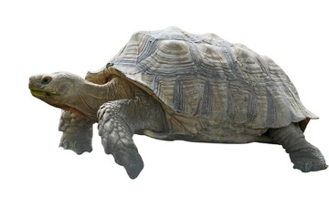 African Spurred Tortoise [Centrochelys sulcata] Isolated on a White Background with Copy Text Space. Unique Exotic Reptile Element for Wildlife Posters, Cultural Themes, and Nature-Inspired Designs. 