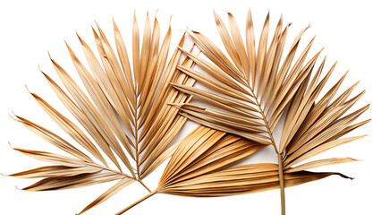 Dried palm leaves isolated on transparent background, a natural and elegant decorative element for bohemian style interior design and minimalist aesthetics