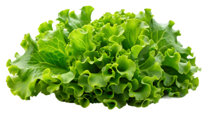 Fresh green lettuce isolated on transparent background is a healthy and delicious addition to any meal, perfect for salads, sandwiches, and wraps