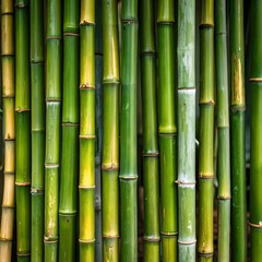 Fototapeta premium Close-up bamboo stalks, vibrant green hues
