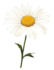 PNG Daisy flower plant inflorescence asteraceae.