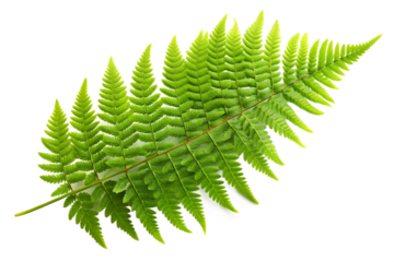 A vibrant green fern leaf isolated on transparent background, showcasing its intricate details and natural beauty, perfect for botanical designs