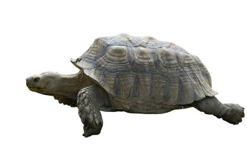 African Spurred Tortoise [Centrochelys sulcata] Isolated on a White Background with Copy Text Space. Unique Exotic Reptile Element for Wildlife Posters, Cultural Themes, and Nature-Inspired Designs. 
