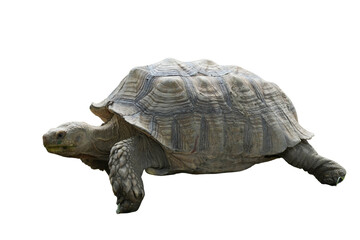 African Spurred Tortoise [Centrochelys sulcata] Isolated on a White Background with Copy Text Space. Unique Exotic Reptile Element for Wildlife Posters, Cultural Themes, and Nature-Inspired Designs. 