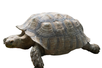 African Spurred Tortoise [Centrochelys sulcata] Isolated on a White Background with Copy Text Space. Unique Exotic Reptile Element for Wildlife Posters, Cultural Themes, and Nature-Inspired Designs. 