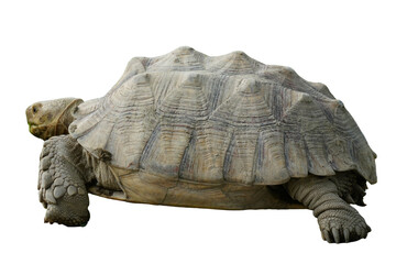 African Spurred Tortoise [Centrochelys sulcata] Isolated on a White Background with Copy Text Space. Unique Exotic Reptile Element for Wildlife Posters, Cultural Themes, and Nature-Inspired Designs. 