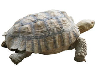 African Spurred Tortoise [Centrochelys sulcata] Isolated on a White Background with Copy Text Space. Unique Exotic Reptile Element for Wildlife Posters, Cultural Themes, and Nature-Inspired Designs. 