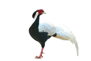 Silver Pheasant [Lophura nycthemera] Isolated on a White Background with Copy Text Space. Elegant Exotic Bird Element for Wildlife Posters, Cultural Themes, and Nature-Inspired Designs. PNG File