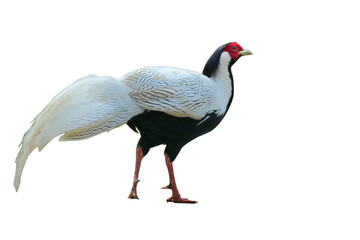 Silver Pheasant [Lophura nycthemera] Isolated on a White Background with Copy Text Space. Elegant Exotic Bird Element for Wildlife Posters, Cultural Themes, and Nature-Inspired Designs. PNG File