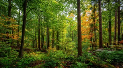 Naklejka premium Lush forest colors in autumn showcasing vibrant foliage in a peaceful woodland setting