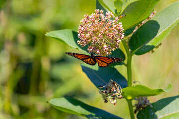 Monarch butterfly (Danaus plexippus) feeding on milkweed flowers. Monarch butterfly on blooming milkweed feeding on nectar