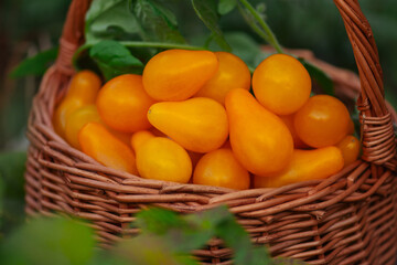 Yellow pear tomatoes in wooden basket in a field. Tomatoes in a basket on a nature background.