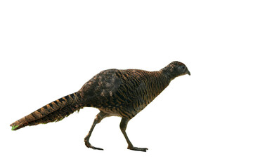 Reeves's Pheasant [Syrmaticus reevesii] Isolated on a White Background with Copy Text Space. Exotic Wild Bird Element for Wildlife Posters, Cultural Themes, and Nature-Inspired Designs. PNG File