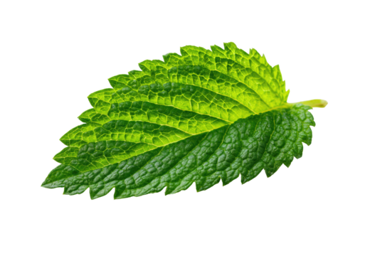 Close-up of a vibrant green leaf, exhibiting a gradient from light lime green to deep forest green along its surface.  The leaf's serrated edges are clearly defined, and its texture is evident
