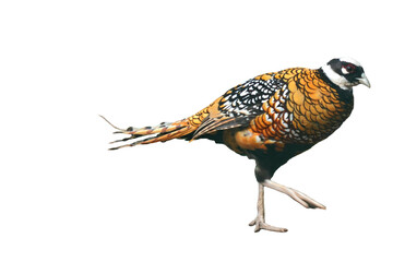 Reeves's Pheasant [Syrmaticus reevesii] Isolated on a White Background with Copy Text Space. Exotic Wild Bird Element for Wildlife Posters, Cultural Themes, and Nature-Inspired Designs. PNG File