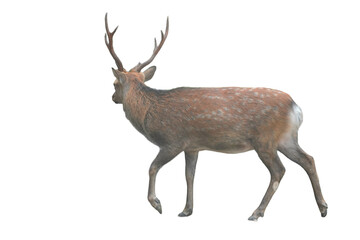 Sika Deer (Cervus nippon) Isolated on a White Background with Copy Text Space. Wildlife Animal...