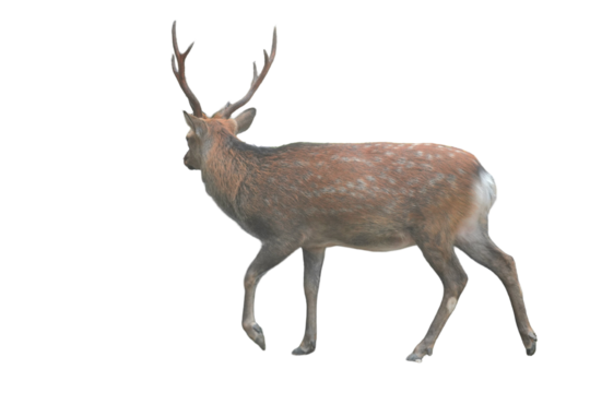 Sika Deer (Cervus nippon) Isolated on a White Background with Copy Text Space. Wildlife Animal Element for Nature Posters, Zoology Themes, and Educational Designs. PNG File