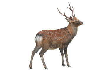 Sika Deer (Cervus nippon) Isolated on a White Background with Copy Text Space. Wildlife Animal Element for Nature Posters, Zoology Themes, and Educational Designs. PNG File
