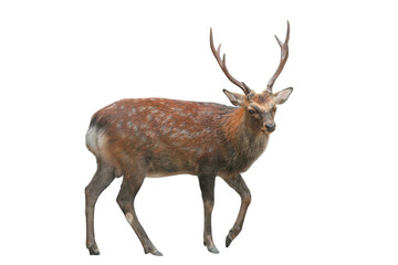 Sika Deer (Cervus nippon) Isolated on a White Background with Copy Text Space. Wildlife Animal...