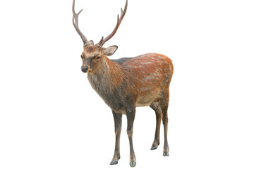 Sika Deer (Cervus nippon) Isolated on a White Background with Copy Text Space. Wildlife Animal Element for Nature Posters, Zoology Themes, and Educational Designs. PNG File