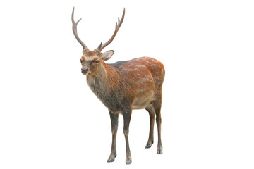 Sika Deer (Cervus nippon) Isolated on a White Background with Copy Text Space. Wildlife Animal Element for Nature Posters, Zoology Themes, and Educational Designs. PNG File