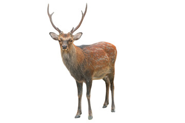 Sika Deer (Cervus nippon) Isolated on a White Background with Copy Text Space. Wildlife Animal Element for Nature Posters, Zoology Themes, and Educational Designs. PNG File