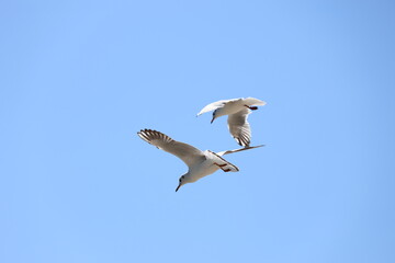 seagull flying in the sky
