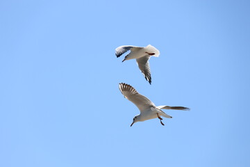 seagull flying in the sky