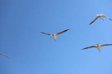 Obraz premium seagull flying in the sky